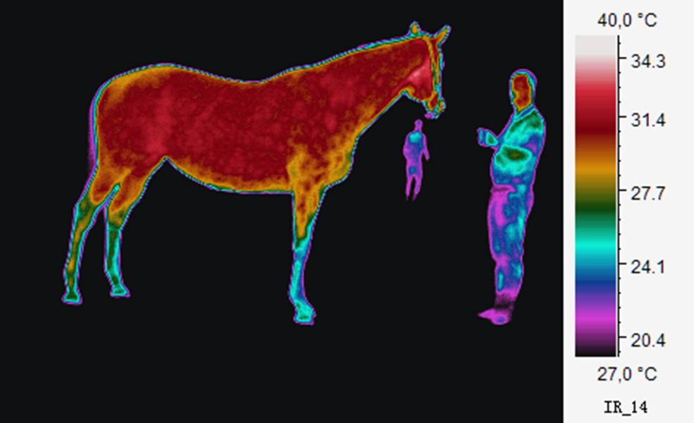After Heatmapped image of a horse and two people