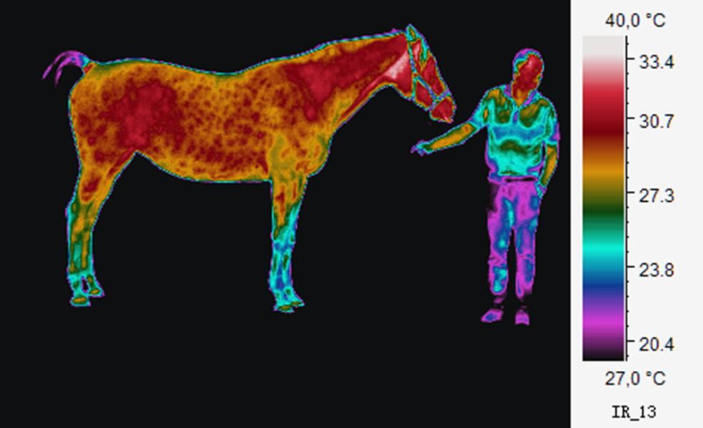 Before Heatmapped image of a horse and one person