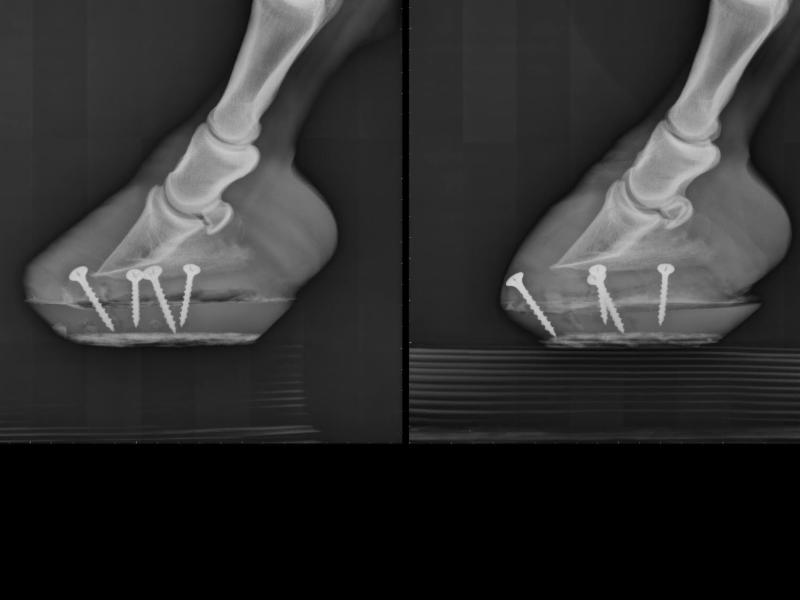 privacy-laminitis-pic An x-ray of a horse's hooves with screws in them
