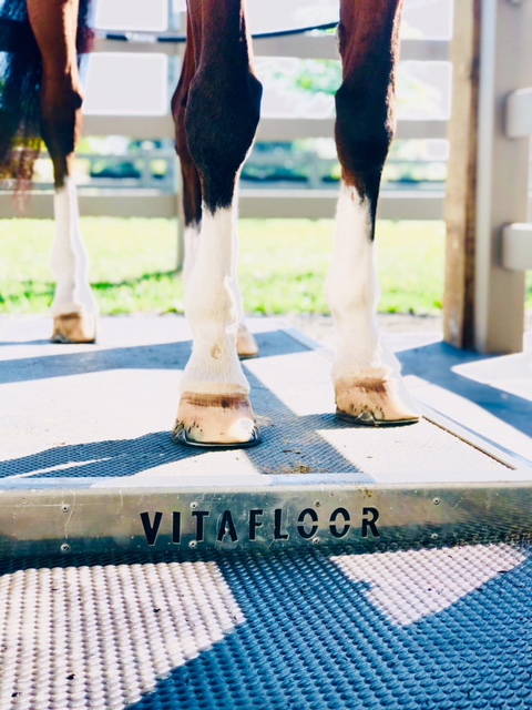 Vitafloor Base A horse's legs stood on a Vitafloor equine vibrating therapy system