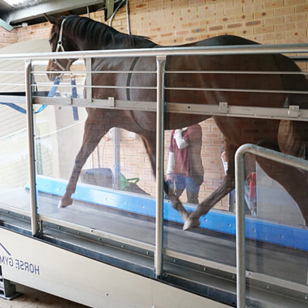A Horse Gym 2000 Equine Treadmill in use offering controlled exercise at all paces.